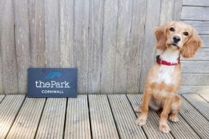 Dog at The Park